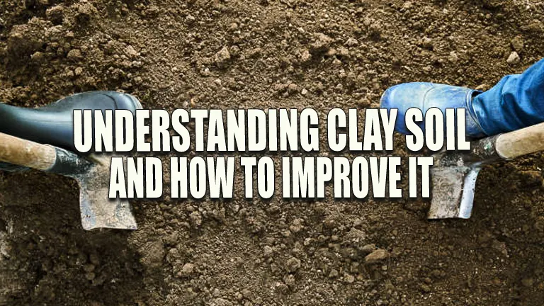 Understanding Clay Soil and How to Improve It: Proven Success Strategies