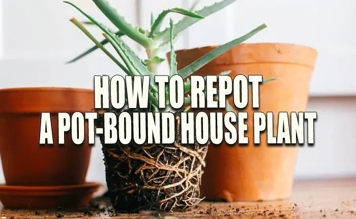 How to Repot a Pot-Bound House Plant: Ultimate Revival Techniques