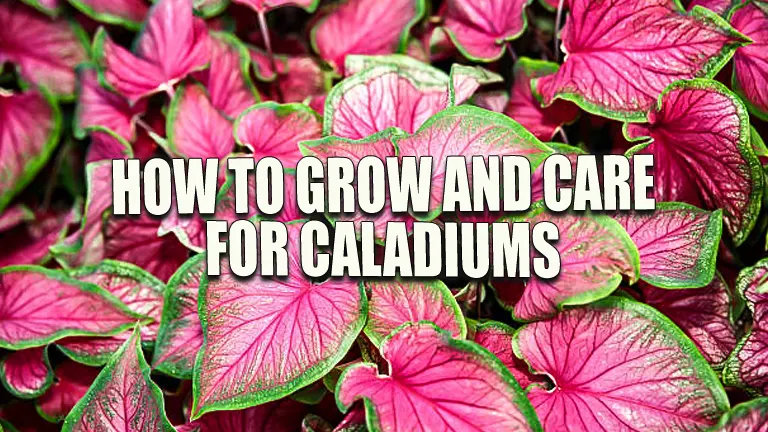 How to Grow and Care for Caladiums: Ensure Thriving Growth with Expert Tips
