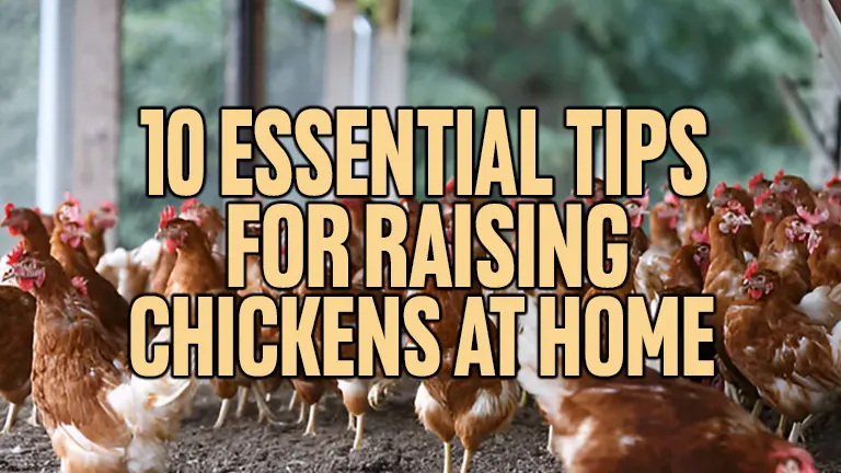 10 Essential Tips for Raising Chickens at Home