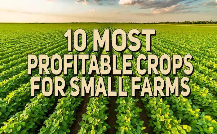 10 Most Profitable Crops for Small Farms