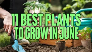 11 Best Plants to Grow in June