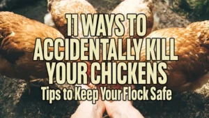 11 Ways to Accidentally Kill Your Chickens: Tips to Keep Your Flock Safe