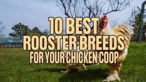 15 Best Rooster Breeds For Your Chicken Coop