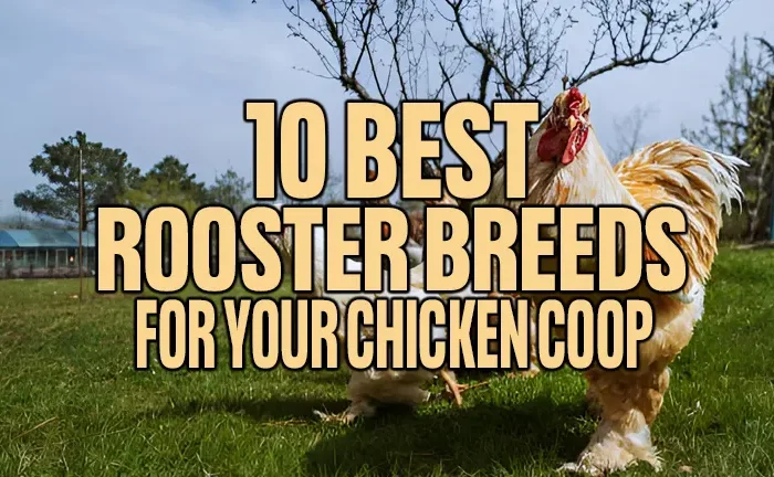 15 Best Rooster Breeds For Your Chicken Coop