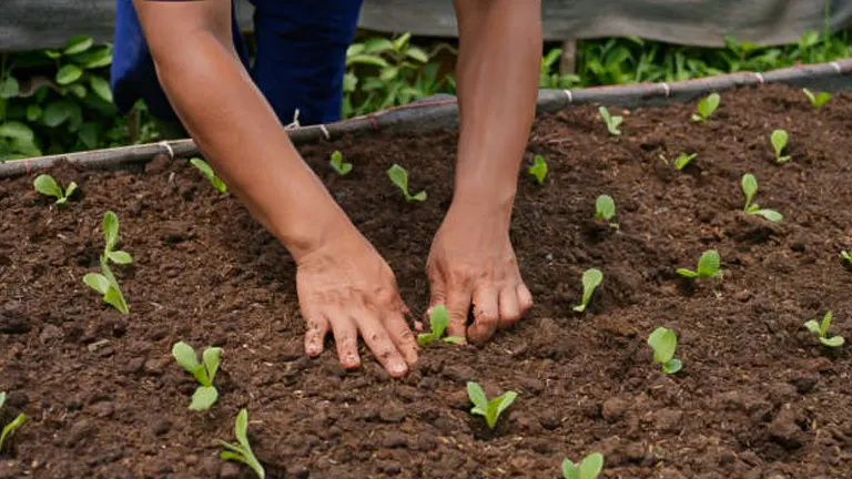 Close-up of a gardener's hands carefully planting small green seedlings into a well-prepared soil bed, showing the early stages of garden planting.