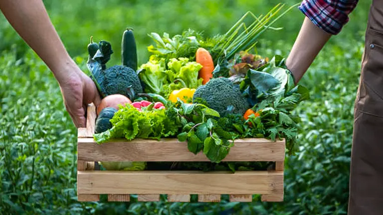 Monthly Vegetable Gardening Guide: Ultimate Planting and Care Strategies