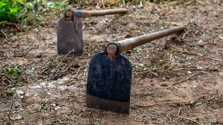 Two garden shovels with wooden handles lying on a sparsely vegetated ground.