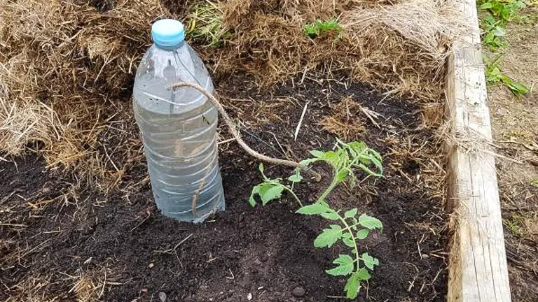 Image of a water bottle used as a drip irrigation system next to a tomato plant in a raised garden bed, surrounded by straw mulch.
