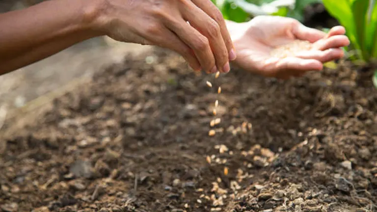 Hands sowing seeds into soil, depicting the action of manual seeding.