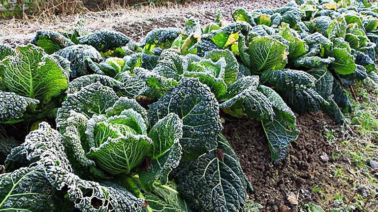 Rows of cabbage plants covered in frost in a garden. The large, green leaves are dusted with a layer of frost, indicating a cold morning. The soil between the rows is well-tilled, and the background shows more frosted cabbages extending into the distance.