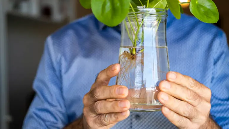An elderly man holds a glass vase with a rooted plant cutting in water, showcasing the visible roots.