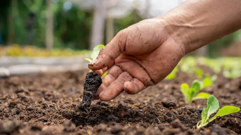 A hand planting a small seedling into the soil. The scene shows the fingers gently placing the young plant into a hole in the well-prepared garden bed. Other seedlings are visible in the background, indicating a newly planted garden area. The background is slightly blurred, focusing on the action of planting.
