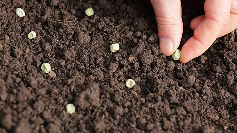 Close-up of a person’s hand planting small, round seeds in fertile, dark soil, demonstrating a gardening technique.