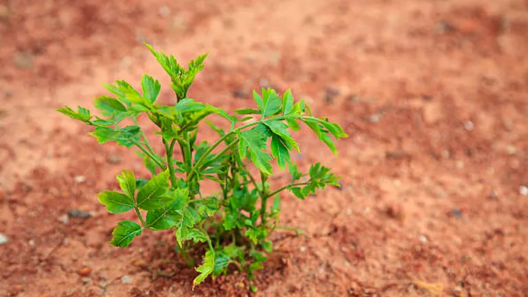 Young, vibrant green plant sprouting in reddish-brown soil, with a soft-focus background highlighting the plant.