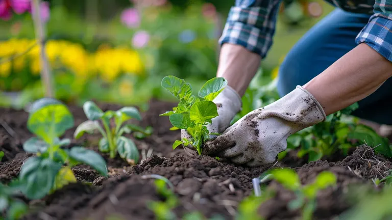 A person wearing gardening gloves and a hat planting a vegetable seedling in a garden bed. The background features colorful blooming flowers, indicating a springtime setting.
