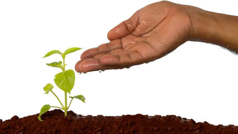 A human hand gently sheltering a young plant with small green leaves, growing from rich brown soil.