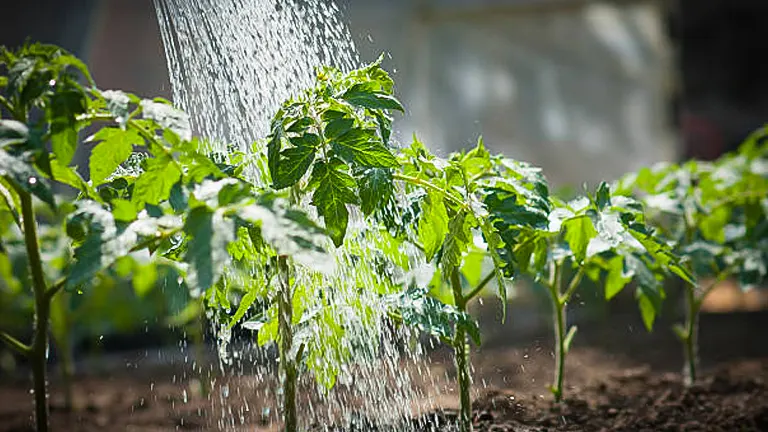 Water showering over a row of young tomato plants in a garden bed, illustrating intense watering."