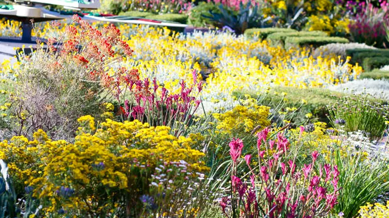 A vibrant display of various native plants in full bloom, featuring red, yellow, and purple flowers amidst green foliage under bright sunlight.