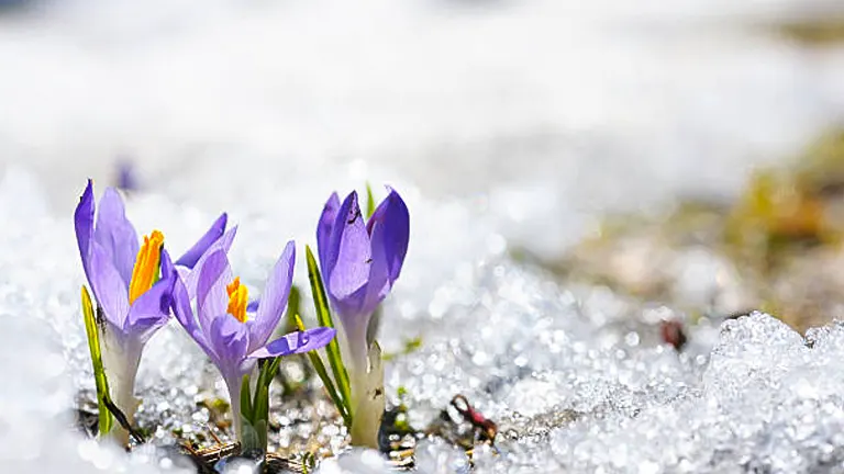 Purple crocuses emerging through melting snow, symbolizing the arrival of spring.