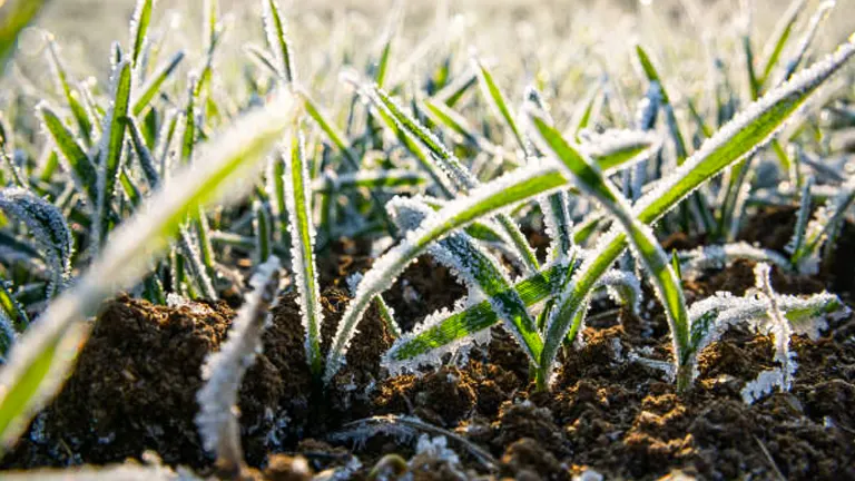Young grass blades covered in frost, with ice crystals highlighting their green color against the dark soil.