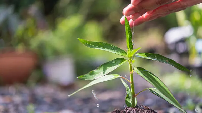 Close-up of a gardener's hands gently watering a young green plant growing in soil, with water droplets visible and a blurred garden background.
