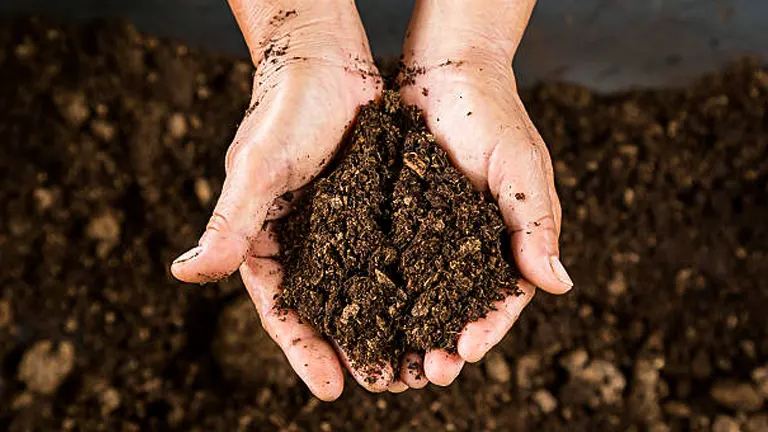 A close-up of two hands holding a clump of rich, dark soil, symbolizing healthy and fertile earth for gardening.