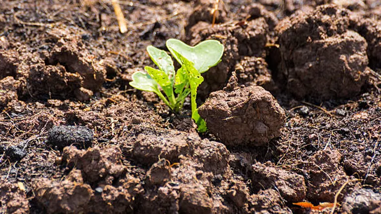Young seedling emerging from rough, clumpy soil, illustrating early plant growth in a nutrient-rich environment.