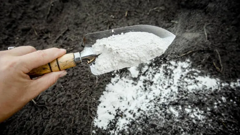 Close-up of a hand using a small trowel to apply white powdered lime or fertilizer to dark, fertile soil, demonstrating soil amendment process.