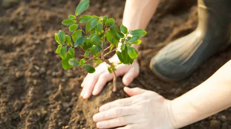 A person planting a small tree in the soil, gently pressing the dirt around its base with their hands, wearing gloves, with rubber boots visible in the background.