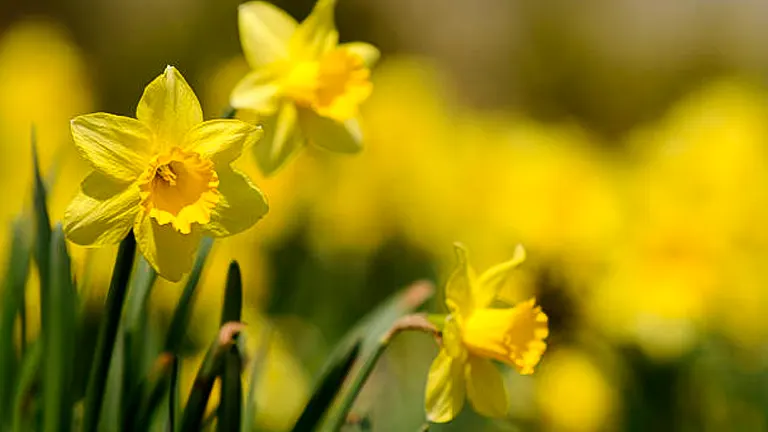 How to Grow Daffodils: Master Techniques for Spectacular Flowers
