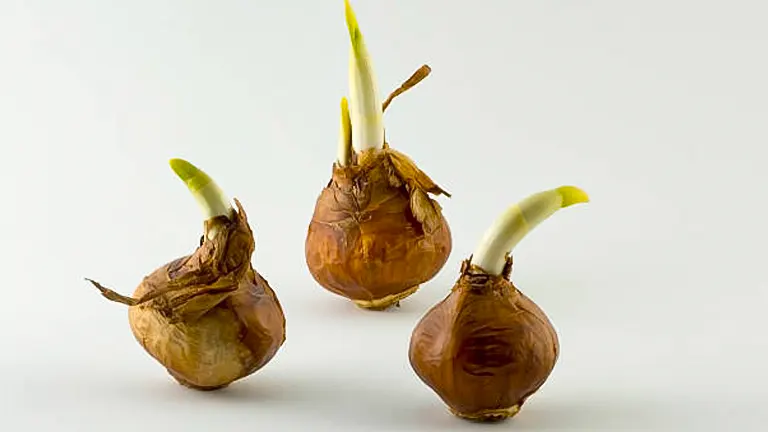 Three sprouting daffodil bulbs on a plain white background, showing early growth stages with green shoots emerging from the tops.