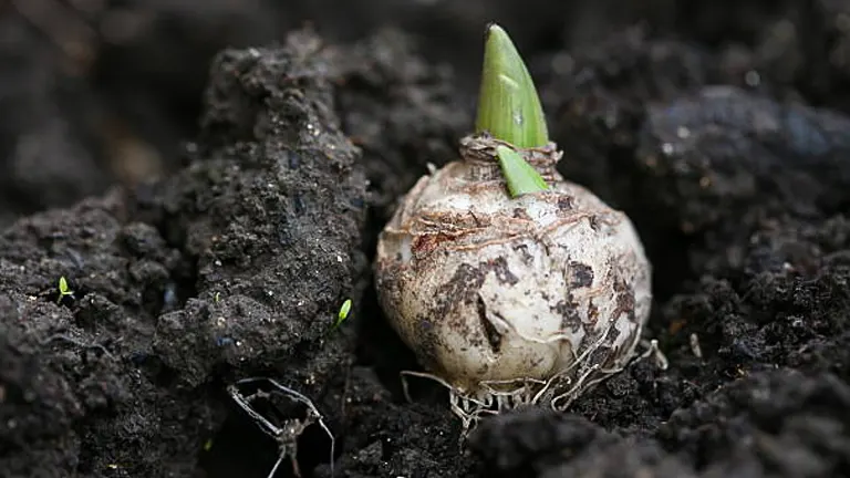 Close-up of a single sprouting bulb in moist, dark soil, showing emerging green shoot and detailed texture of the bulb.