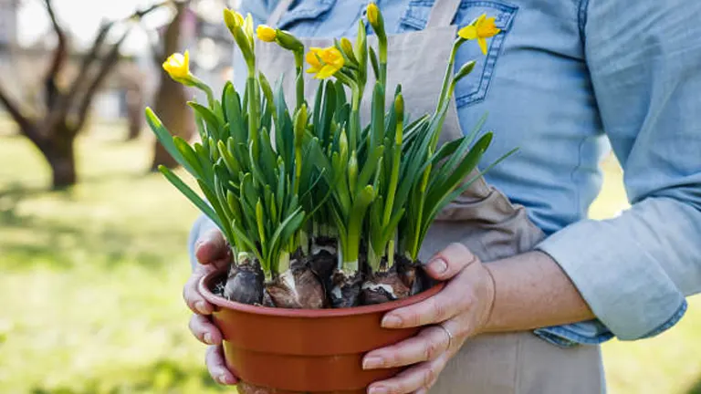 A person holding a pot of blooming daffodils, with visible bulbs and lush green leaves, against a garden backdrop.