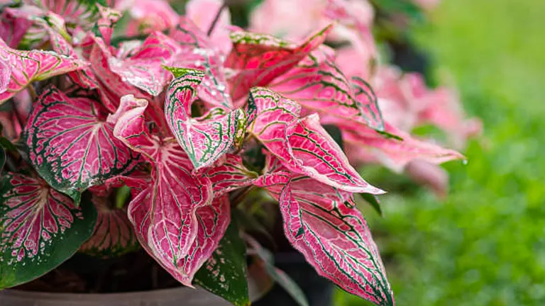 How to Grow and Care for Caladiums: Ensure Thriving Growth with Expert Tips