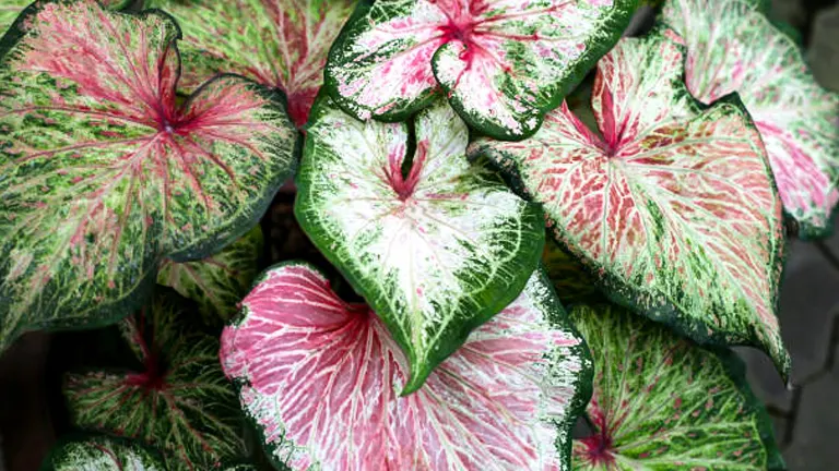 The image depicts a group of vibrant caladium plants, featuring leaves with a striking mix of pink, white, and green colors, accented by prominent pink veins.
