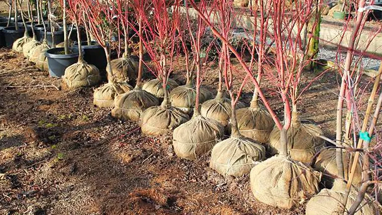 Rows of young trees with vibrant red branches and their root balls wrapped in burlap sacks, arranged in a nursery setting, ready for transplanting.