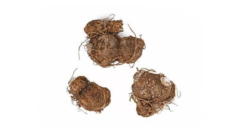 Caladium bulbs with tangled roots isolated on a white background.
