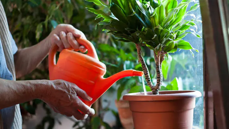 An elderly person watering a potted green plant with a bright orange watering can near a sunny window.