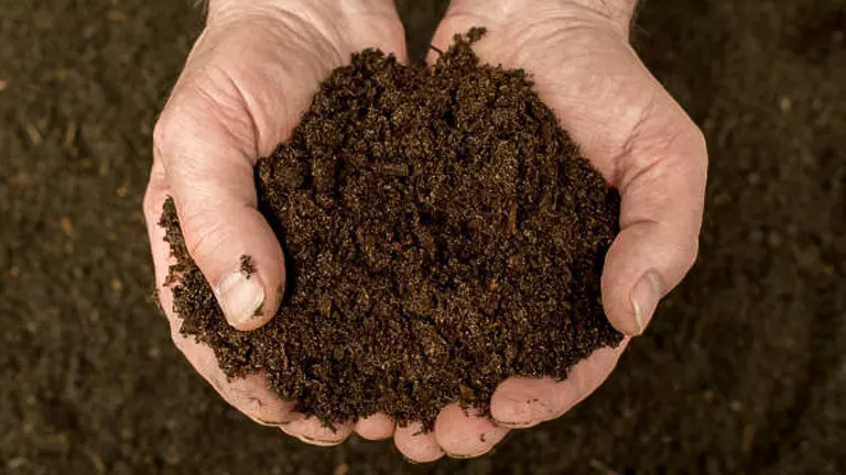 Close-up of a person's hands holding rich, dark soil, demonstrating the texture and quality of healthy garden earth.