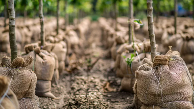 Long rows of young trees in a nursery, with root balls wrapped in burlap sacks, ready for transplanting, showcasing the orderly and healthy growth environment.