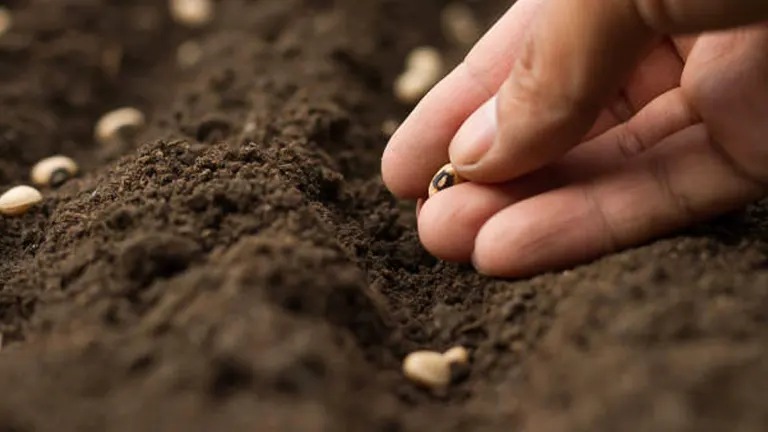 A close-up image of a person's hand planting seeds in rich, dark soil.