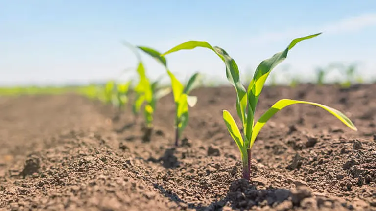 Young corn plants growing in neat rows in a farm field with rich, dark soil.