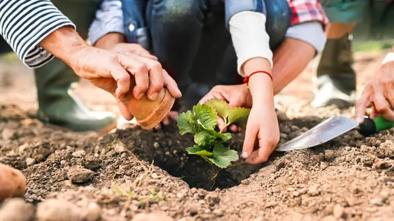 Two people working together to plant a young strawberry plant in soil, with one person using a trowel to adjust the earth around the plant.