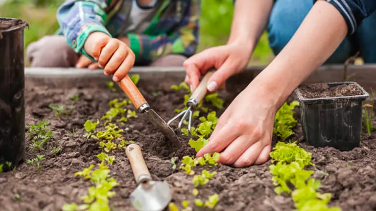 A child and an adult using gardening tools to tend to young lettuce plants in a garden bed, focusing on nurturing the small green leaves.