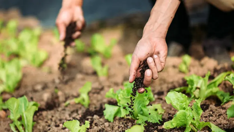 Hands of two gardeners carefully planting young lettuce seedlings in well-tilled soil, demonstrating meticulous care in a vegetable garden.