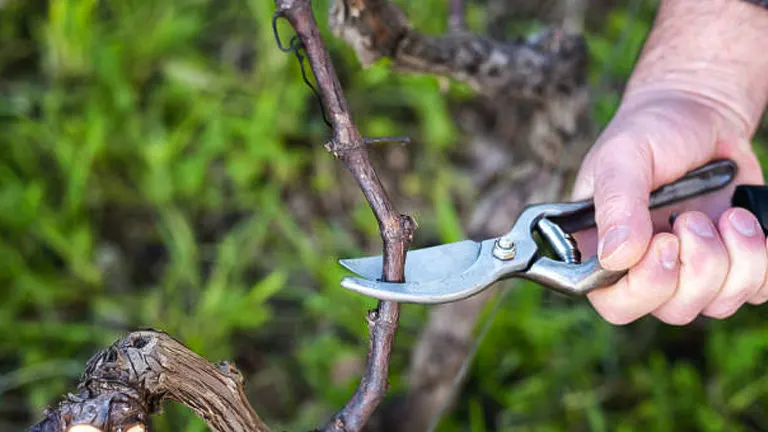 A hand holding pruning shears cuts a small branch from a plant. The background is a blurred, green garden setting.
