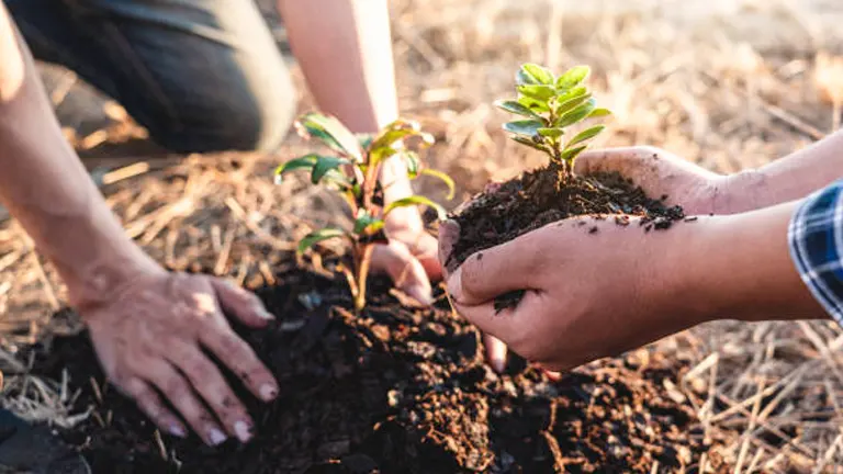 Two people planting a young sapling in soil, one holding the plant with soil in their hands, outdoors during sunset.


