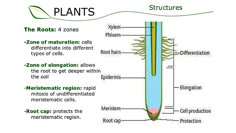 Illustration of plant root structure highlighting four development zones: maturation, elongation, meristematic region, and root cap, with labeled parts including xylem, phloem, and root hairs.
