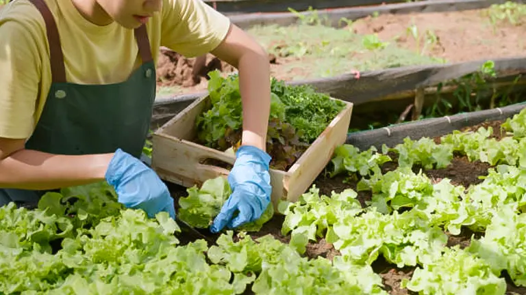 How to Master Organic Gardening at Home: Essential Steps for Success